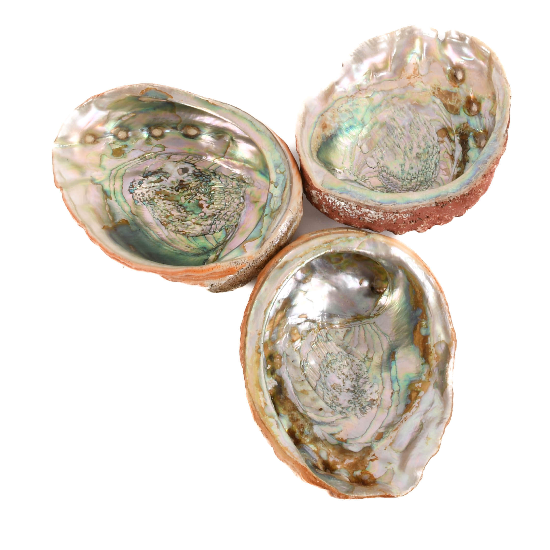 Lot of Three Abalone Seashells-2