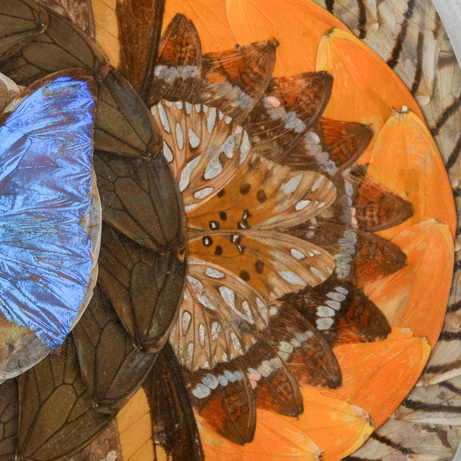 Brazilian Butterfly Wing Plate with Metal Trim-4