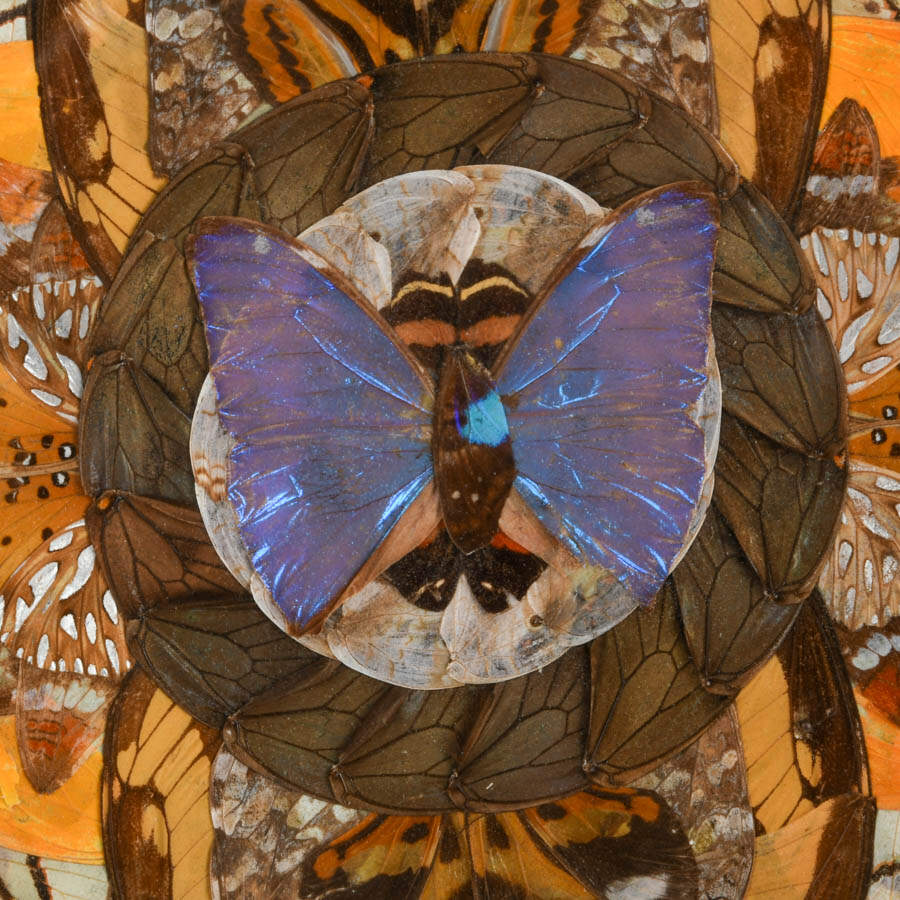 Brazilian Butterfly Wing Plate with Metal Trim-2