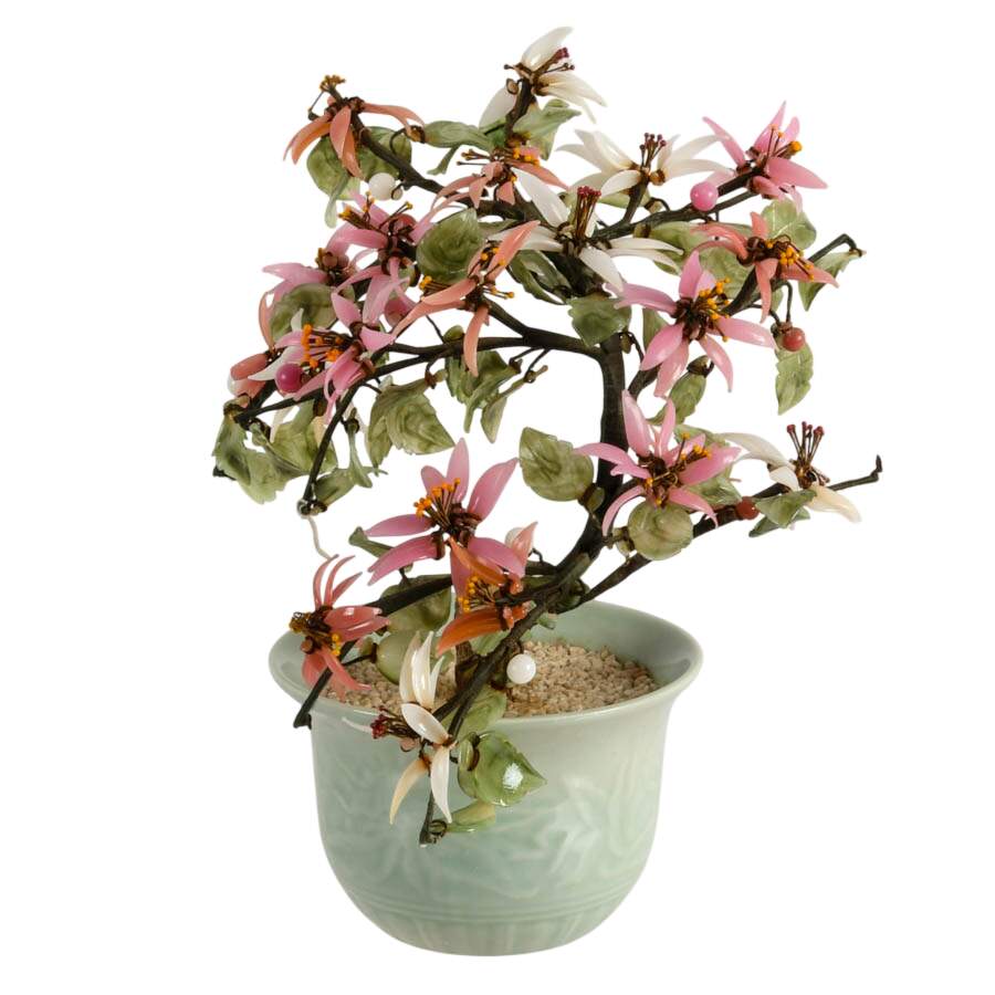 Chinese Bonsai Jade Tree in Celadon Pot-2