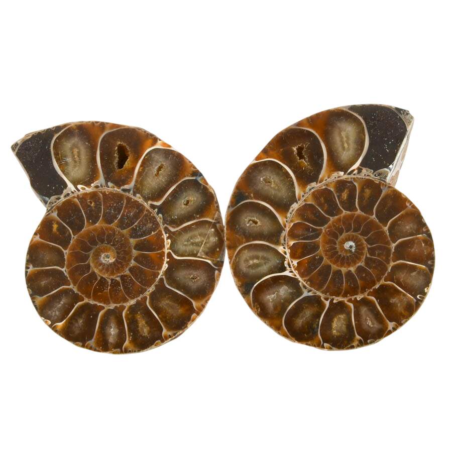 Curated Set of Four Matching Cleoniceras Ammonite Fossils-4