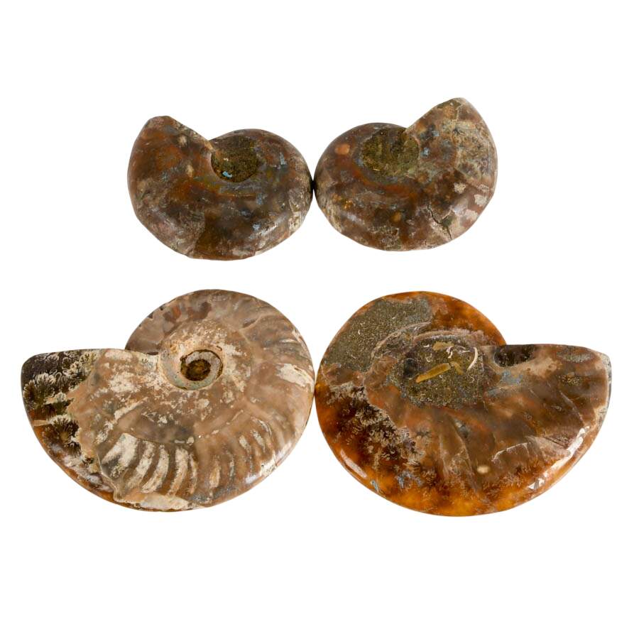Curated Set of Four Matching Cleoniceras Ammonite Fossils-2