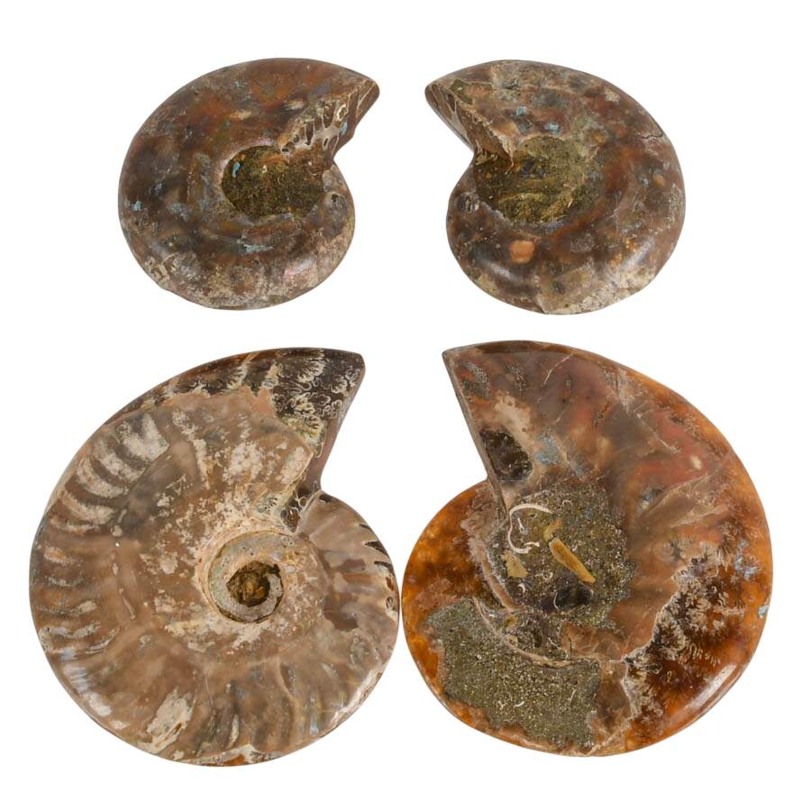 Curated Set of Four Matching Cleoniceras Ammonite Fossils-1