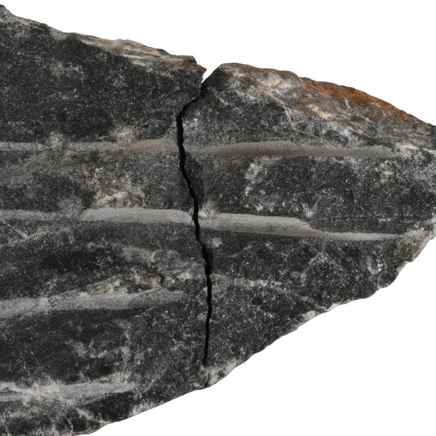 Display Collection of Four Cleoniceras Ammonite and Orthoceras Fossils-7