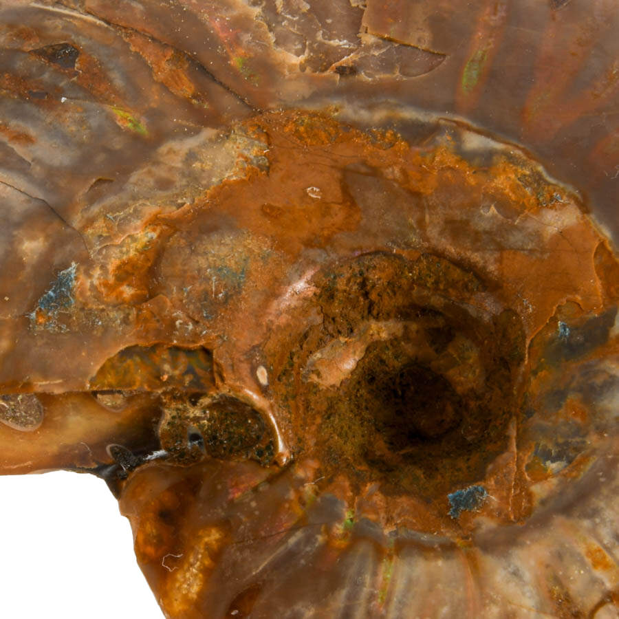 Display Collection of Four Cleoniceras Ammonite and Orthoceras Fossils-3