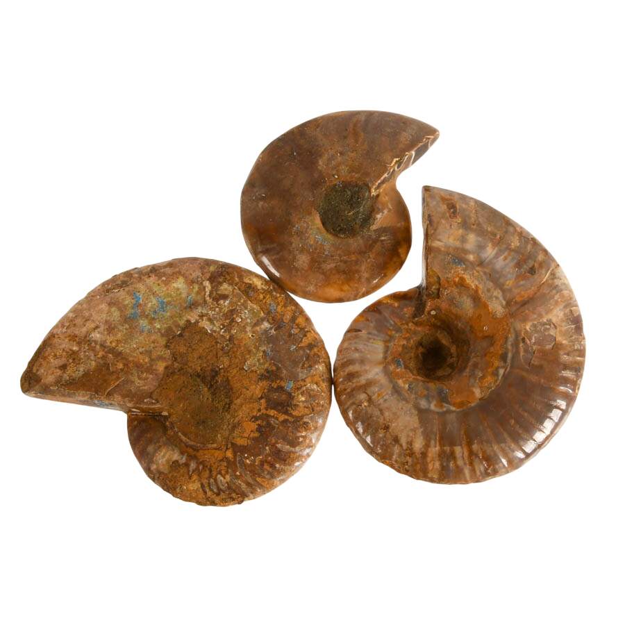 Display Collection of Four Cleoniceras Ammonite and Orthoceras Fossils-2