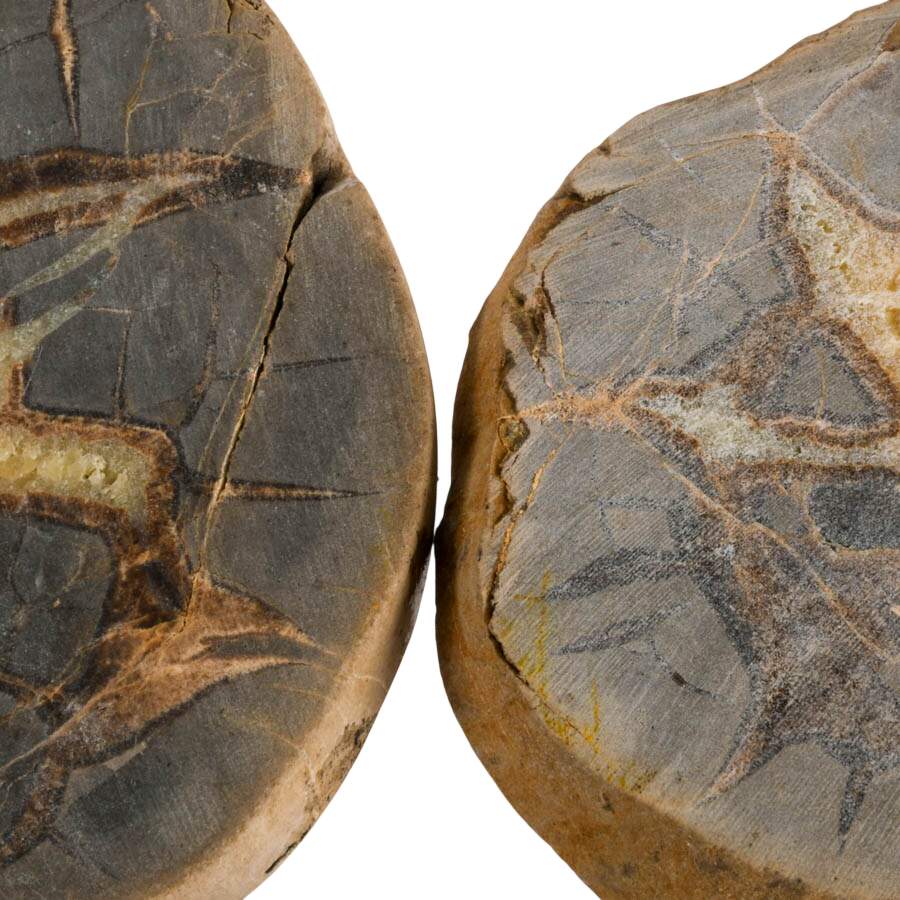 Quad Set of Septarian Nodule Slice Specimens-6