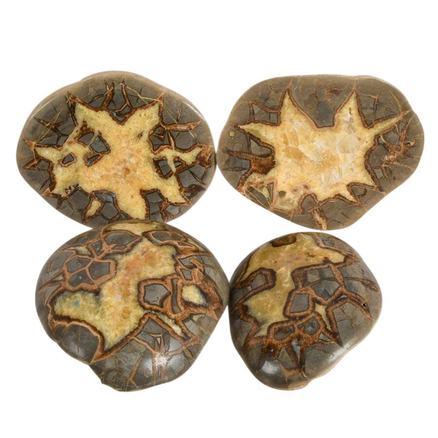 Quad Set of Septarian Nodule Slice Specimens-4
