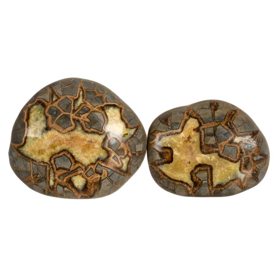 Quad Set of Septarian Nodule Slice Specimens-1