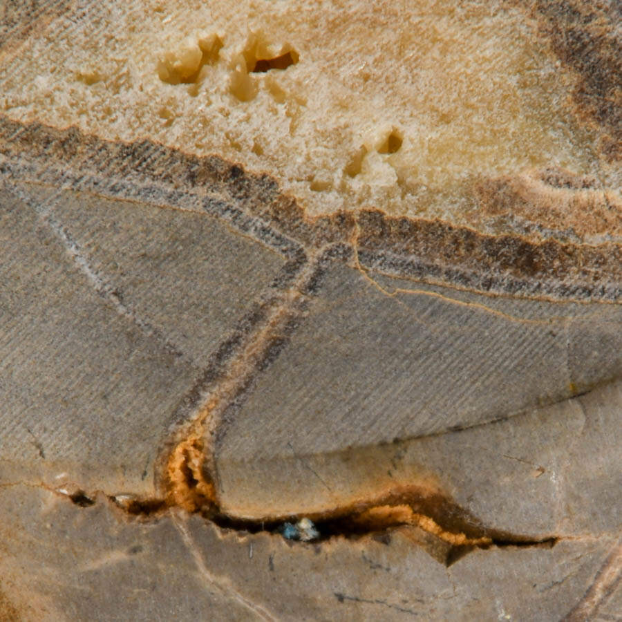 Quad Set of Septarian Nodule Slice Specimens-2
