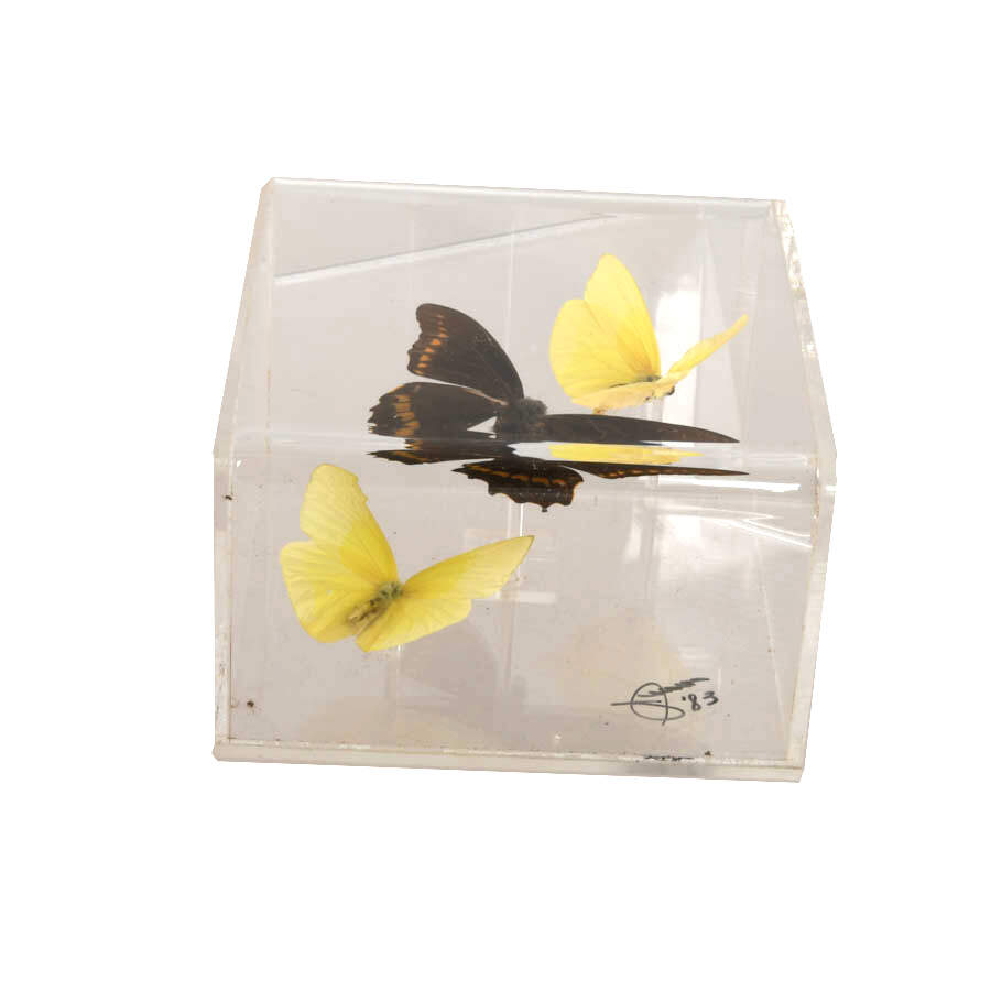 Signed Gold Rim Swallowtail and Common Mormon Butterfly Display Case-7