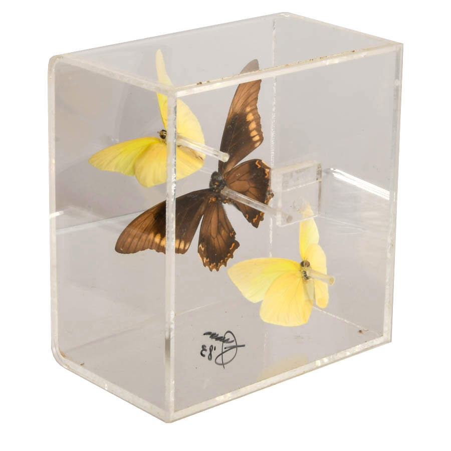 Signed Gold Rim Swallowtail and Common Mormon Butterfly Display Case-4