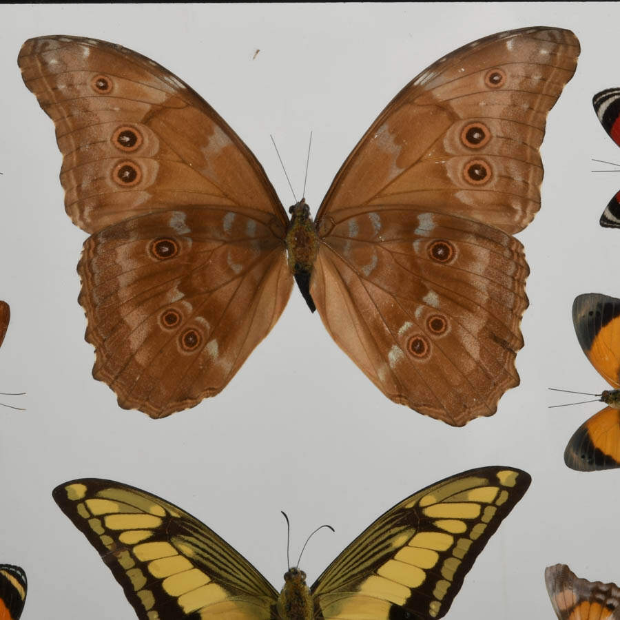 Framed Collection of Preserved Butterfly Specimens-8