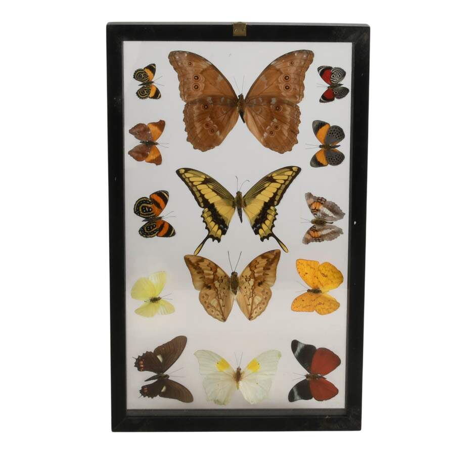Framed Collection of Preserved Butterfly Specimens-6