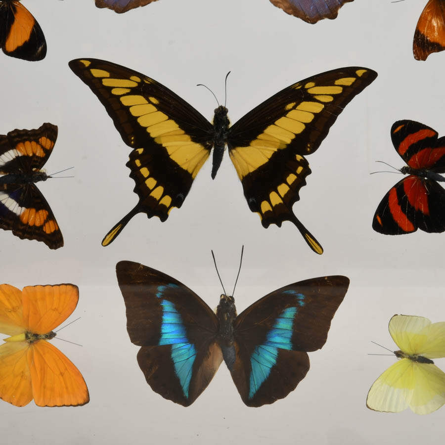 Framed Collection of Preserved Butterfly Specimens-4