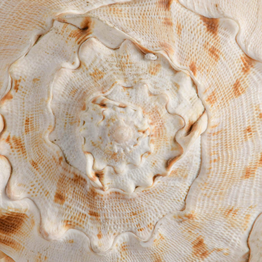Large Queen Helmet Conch Shell-6