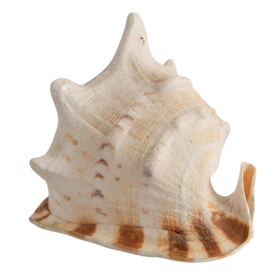 Large Queen Helmet Conch Shell-2