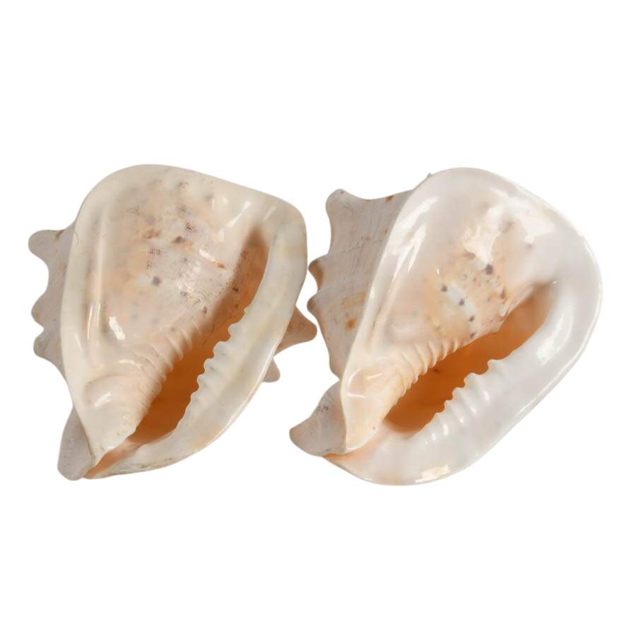 Pair of Queen Helmet Conch Shells-7