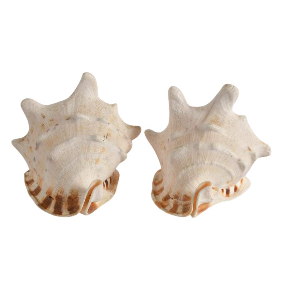 Pair of Queen Helmet Conch Shells-5