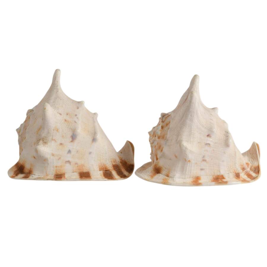 Pair of Queen Helmet Conch Shells-3