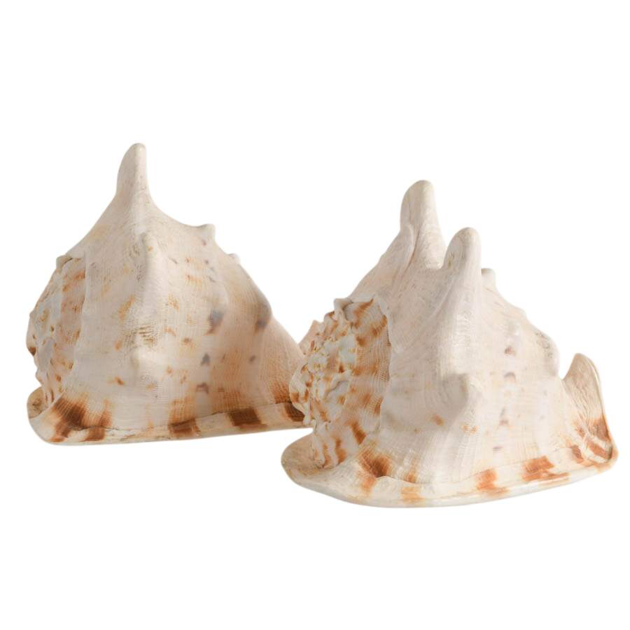 Pair of Queen Helmet Conch Shells-2