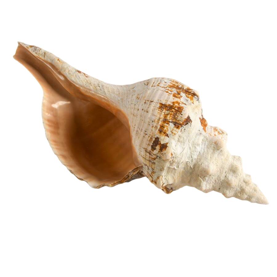Large Horse Conch Shell-7