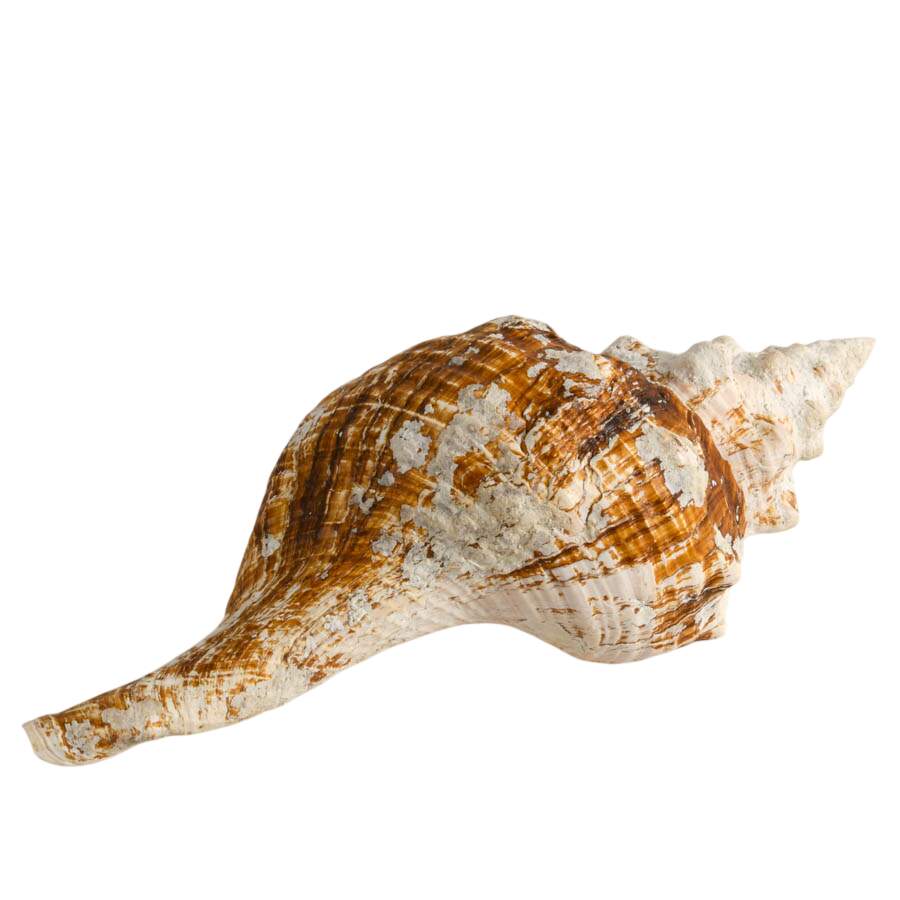 Large Horse Conch Shell-6
