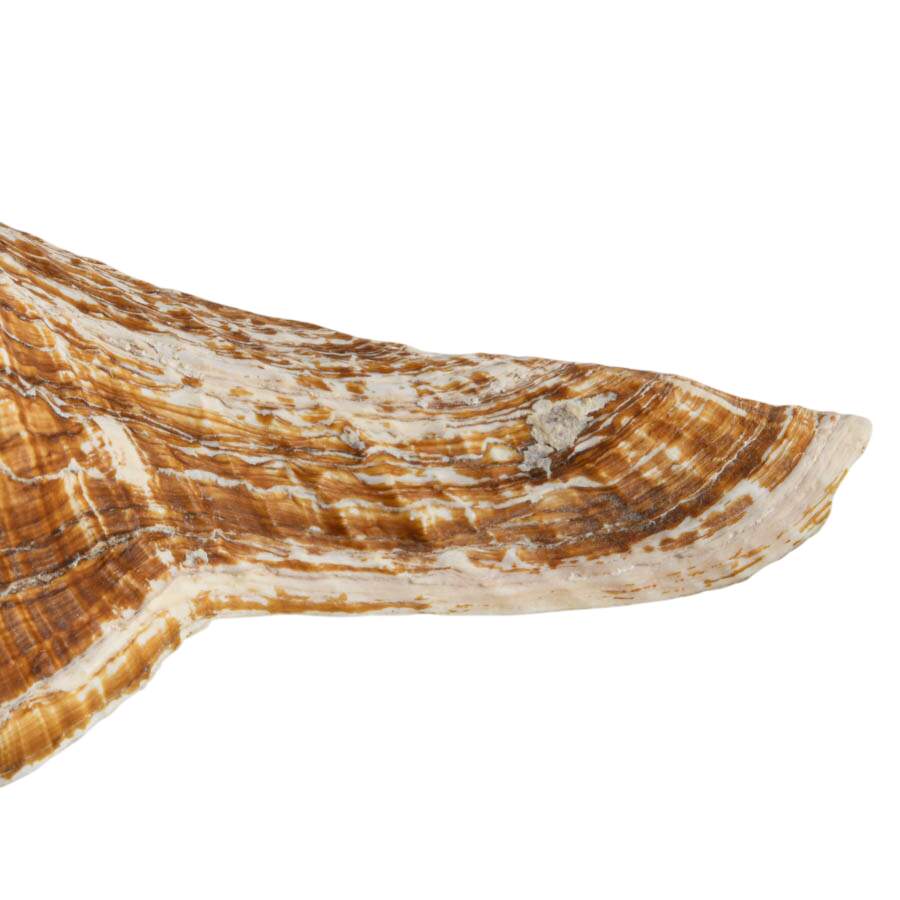 Large Horse Conch Shell-4
