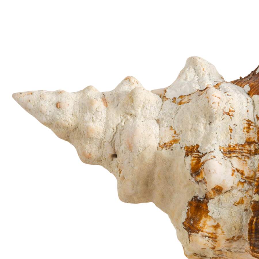 Large Horse Conch Shell-2