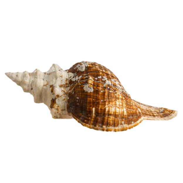 Large Horse Conch Shell-1