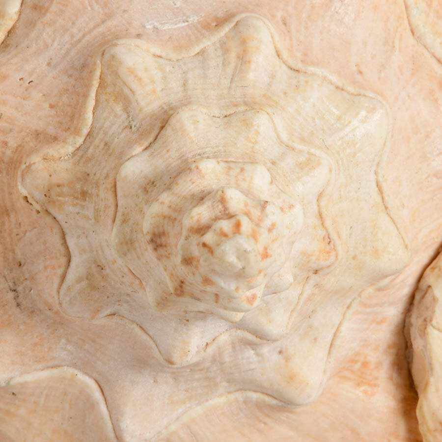 Whelk Shell and Queen Conch Shell Combo-6
