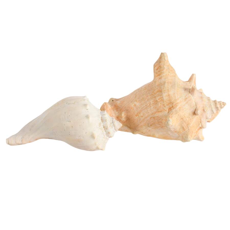 Whelk Shell and Queen Conch Shell Combo-4