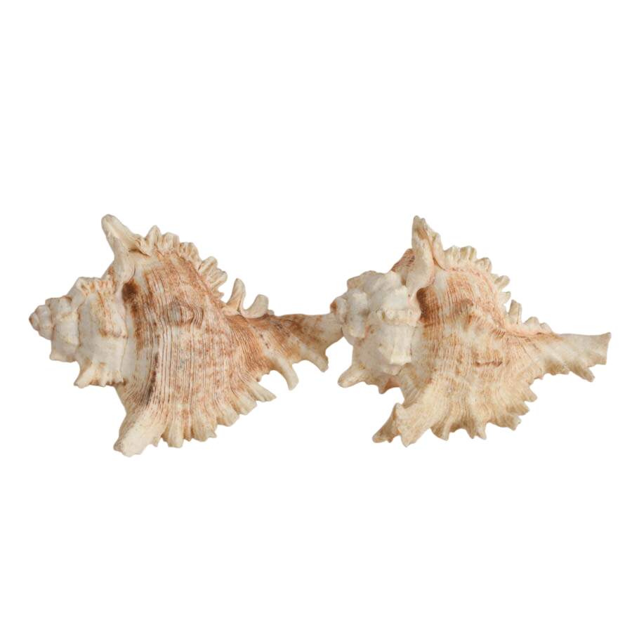 Five-Piece Coastal Ocean Treasures Décor Set-8