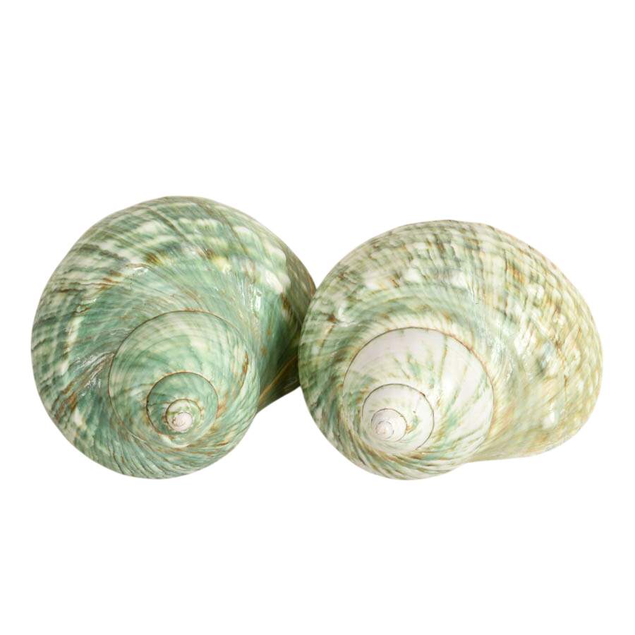 Five-Piece Coastal Ocean Treasures Décor Set-5