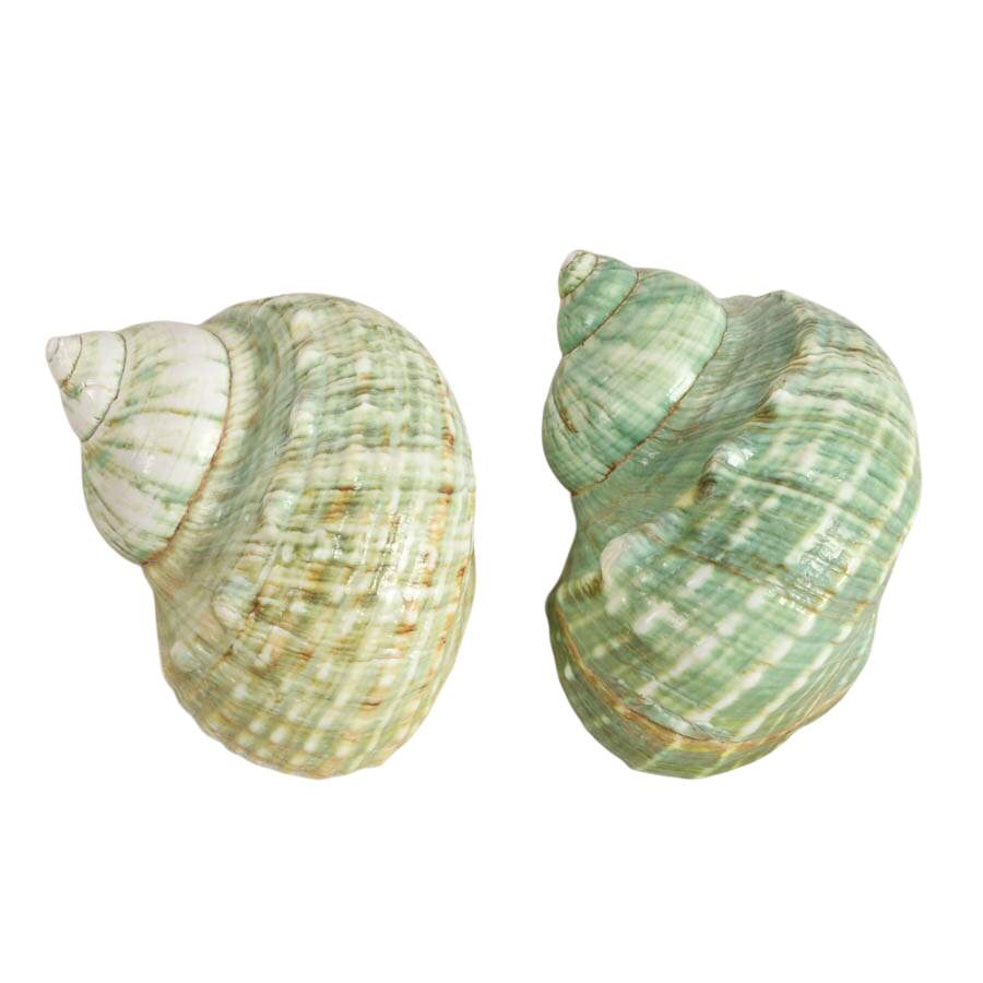 Five-Piece Coastal Ocean Treasures Décor Set-3
