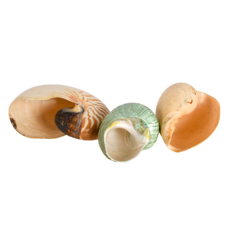 Melo Melo Shel and Two Nautilus Shells-3