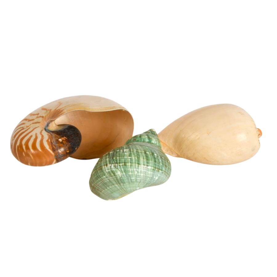 Melo Melo Shel and Two Nautilus Shells-2