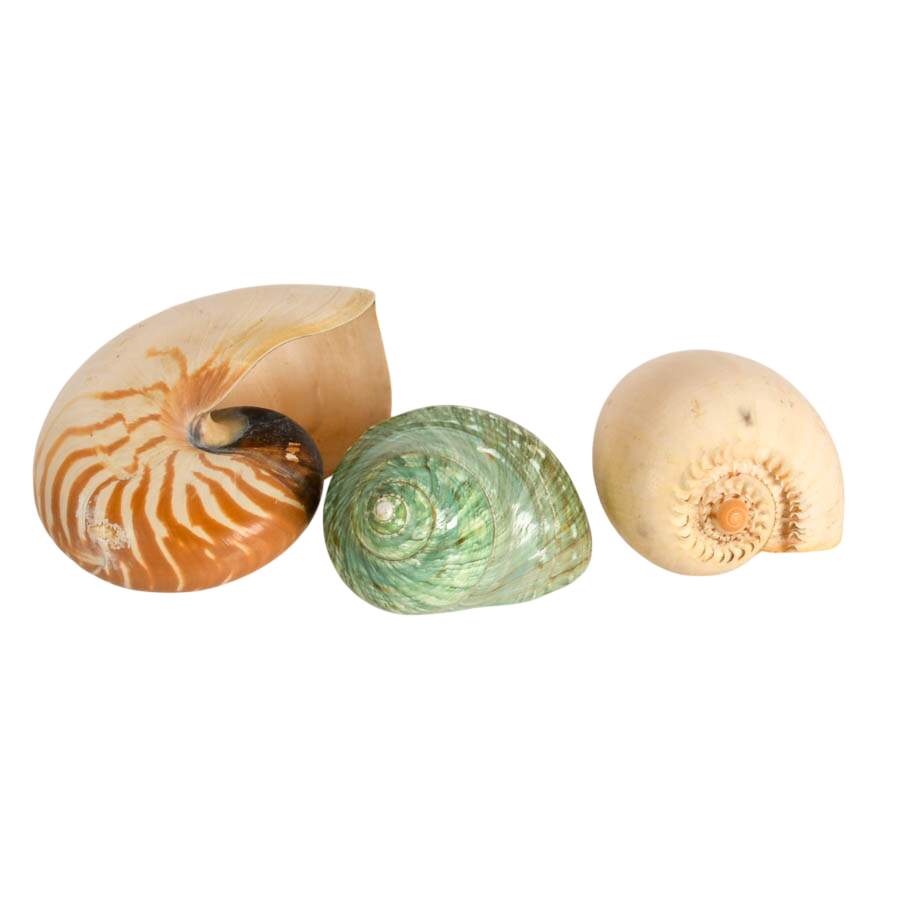 Melo Melo Shel and Two Nautilus Shells-1
