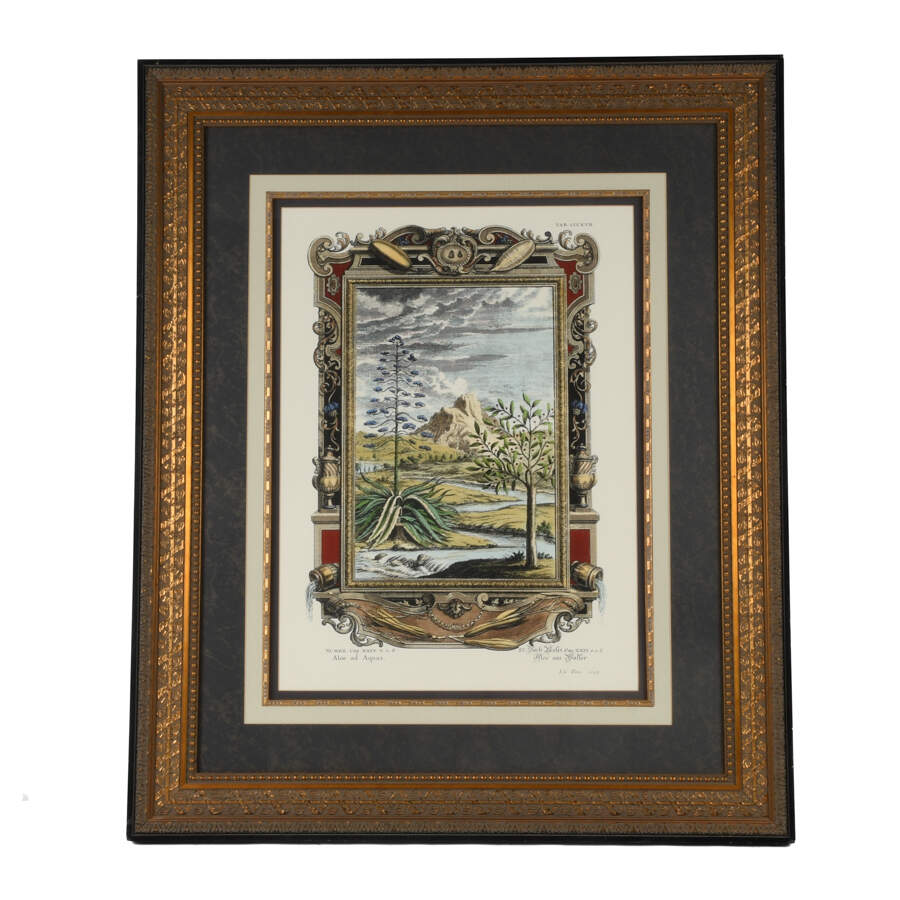 Antique Etching by Johann J. Scheuchzer, After Prinz, "Aloe and Aquas"-1