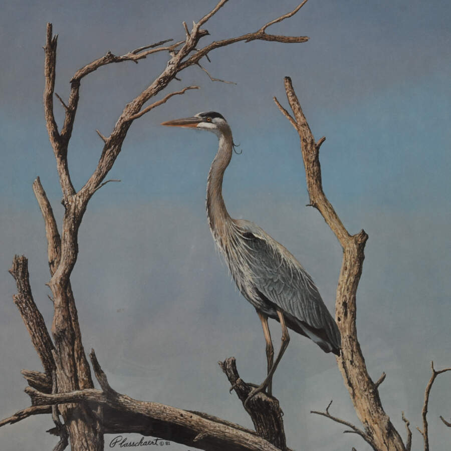 Framed Print of Richard W Plasschaert's "Great Blue Heron" Numbered 158/750-2