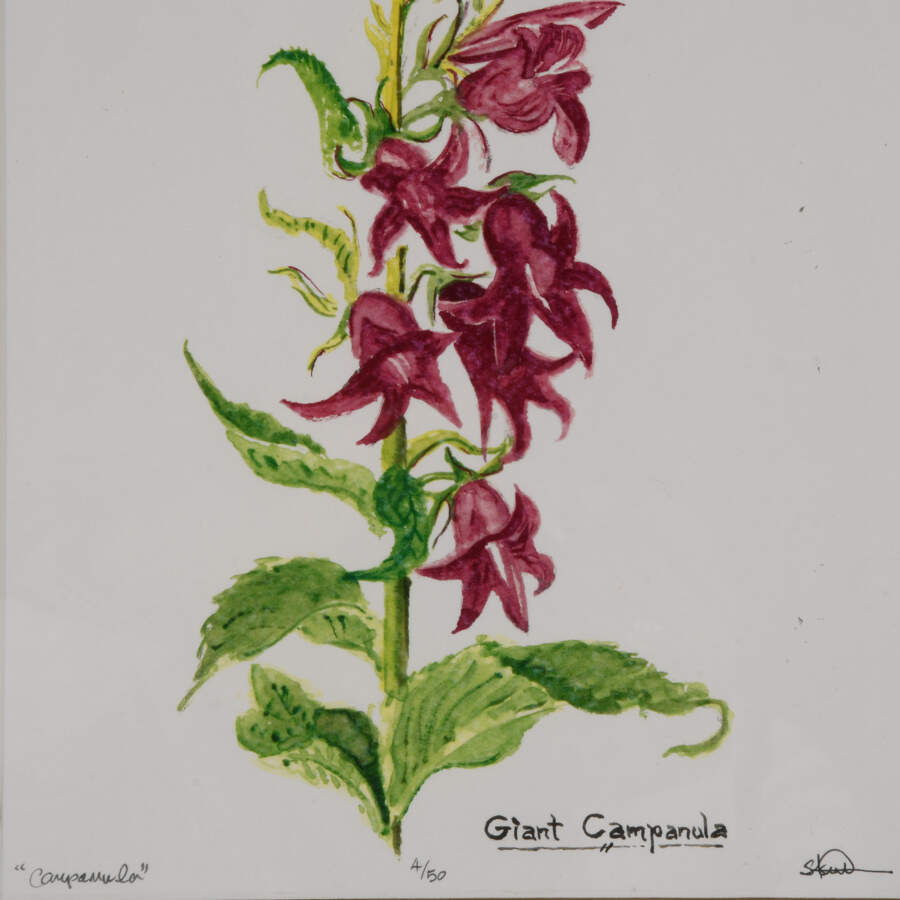 Framed S. Kent Watercolor Campanula Flower Limited Edition 4/50-3