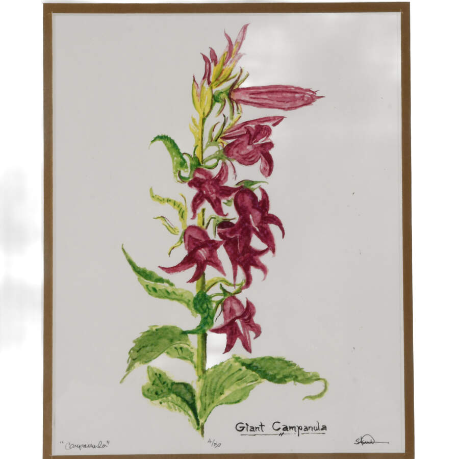 Framed S. Kent Watercolor Campanula Flower Limited Edition 4/50-2