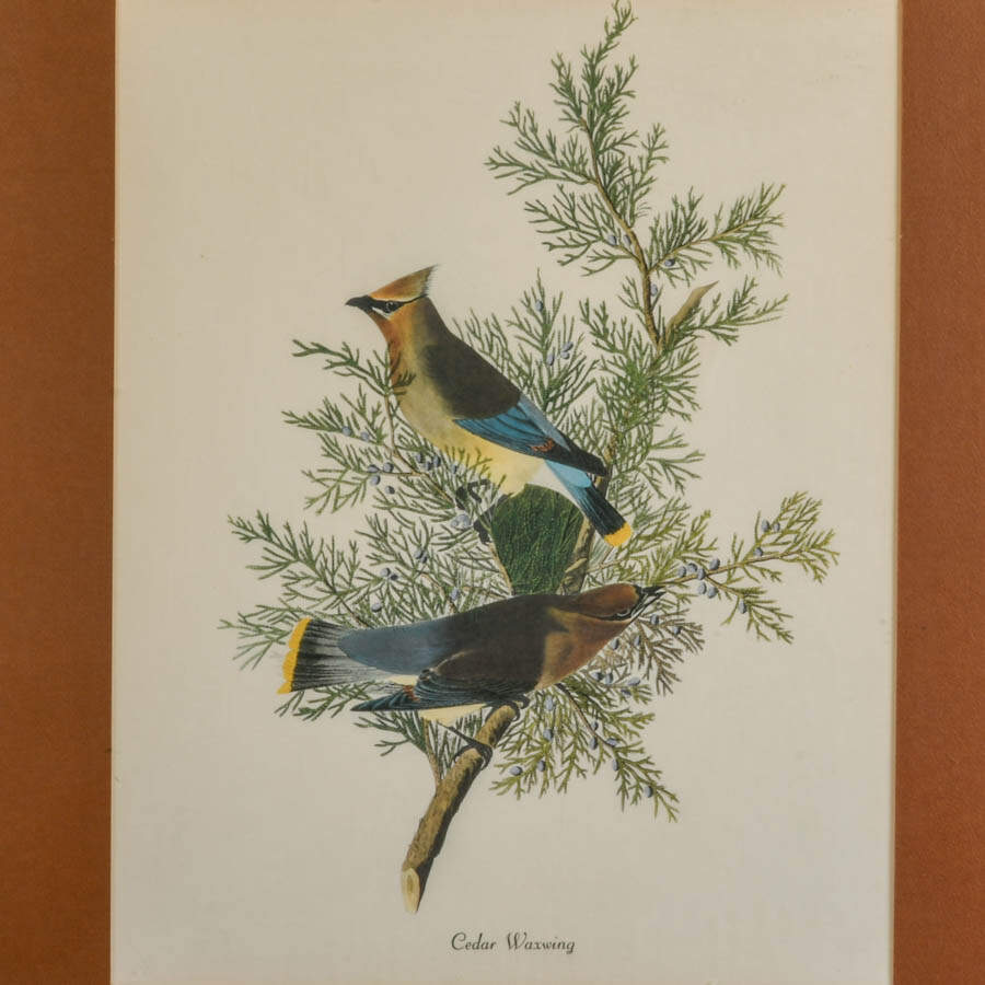 Framed "Cedar Waxwing" Print After John James Audubon-2