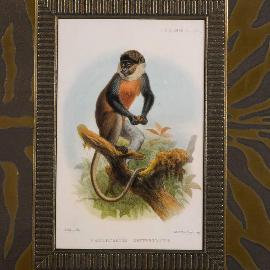 "White-Throated Guenon" Print After Joseph Smit & Printer M.&N. Hanhart-2