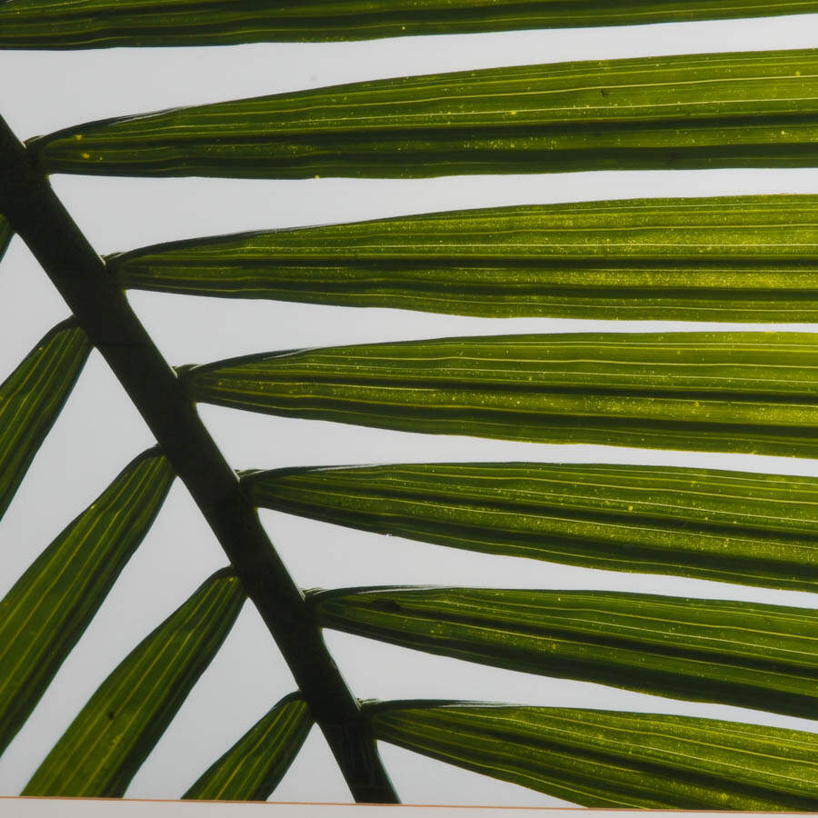 Framed Tropical Palm Leaf Frond Macro Photograph-2