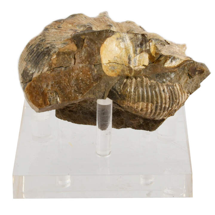 Fossilized Scaphite on Acrylic Stand-5
