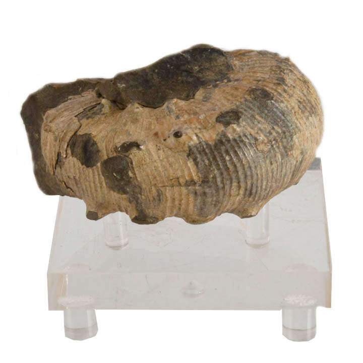 Fossilized Scaphite on Acrylic Stand-3