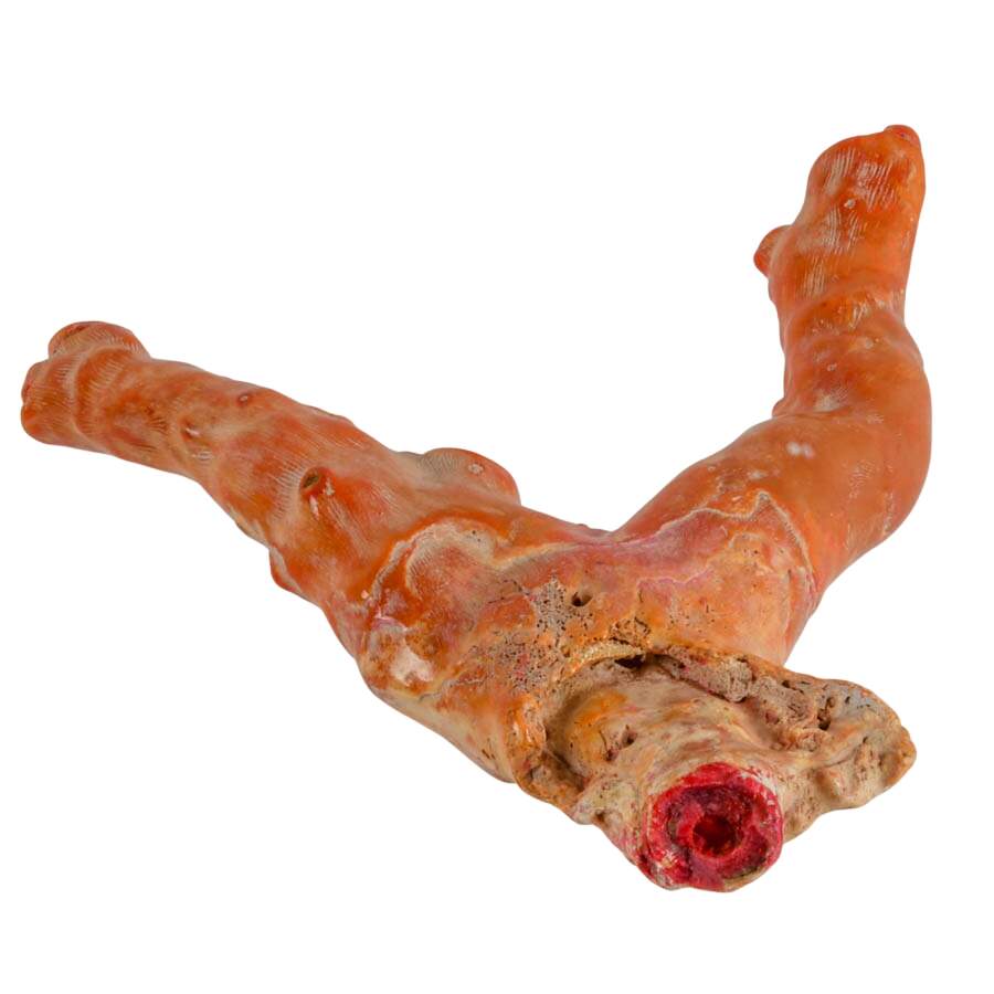 Fossilized Natural Red Coral Branch Specimen-3