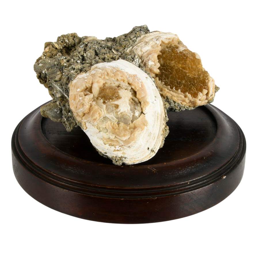 Ruck's Pit Fossilized Clams Specimen with Honey Calcite Crystals on Base-2