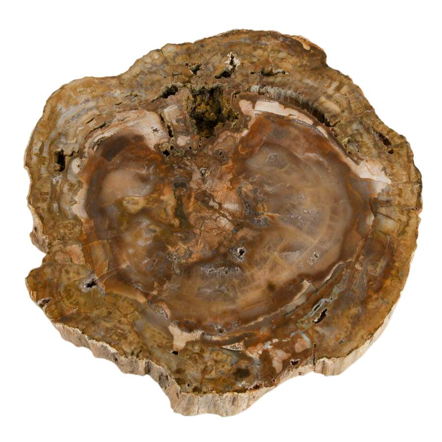 Polished Slice of Petrified Wood Fossil-5